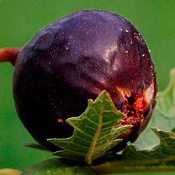 Fig Tree 'Ice Crystal'